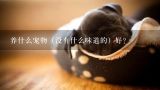 养什么宠物（没有什么味道的）好？养什么宠物(没有什么味道的)好?