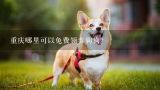 重庆哪里可以免费领养狗狗？