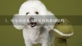 哈尔滨市双城区有狗狗救助站吗,哈尔滨哪有宠物救助站