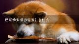 巴哥幼犬喂养需要注意什么,巴哥犬幼犬性格怎么样