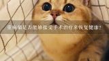 重病猫是否能够接受手术治疗来恢复健康?