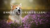 常州哪里有大型犬小型犬和中型犬出售吗?