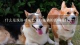 什么是洗浴对米色宠物龙猫的影响是什么?