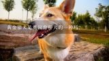 黄金猎犬是英国育种犬的一种吗?