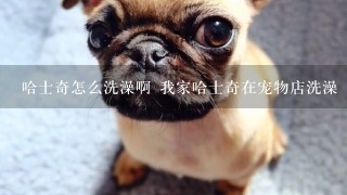 哈士奇怎么洗澡啊 我家哈士奇在宠物店洗澡 又蹦又跳的不好好洗 有时候呲着牙要咬人 现在宠物店里不敢给洗了 现在身上脏的给流浪狗样 实在受不了了 有没有大神教教我啊