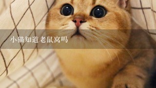 小猫知道老鼠窝吗