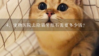 宠物医院去除猫牙结石需要多少钱?