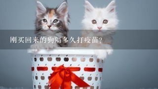 刚买回来的狗隔多久打疫苗？