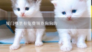 厦门哪里有免费领养狗狗的