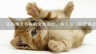 请问哪里有收购宠物猫的，本人有一窝蓝猫求收购