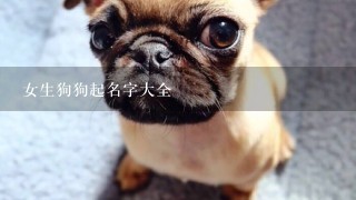 女生狗狗起名字大全