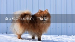 南京哪里有卖猫的？可信吗？