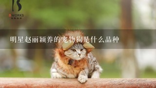 明星赵丽颖养的宠物狗是什么品种