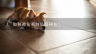 如何避免买到长腿柯基？