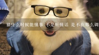 猫什么时候能懂事 不是听懂话 是不在那么调皮