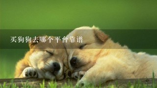 买狗狗去哪个平台靠谱