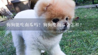 狗狗能吃南瓜吗？狗狗吃南瓜会怎样？