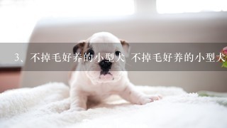 不掉毛好养的小型犬 不掉毛好养的小型犬额哪些