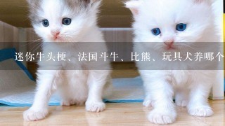 迷你牛头梗、法国斗牛、比熊、玩具犬养哪个好?