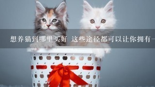 想养猫到哪里买好 这些途径都可以让你拥有一只猫