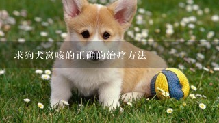 求狗犬窝咳的正确的治疗方法