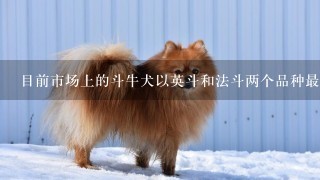 目前市场上的斗牛犬以英斗和法斗两个品种最为常见，