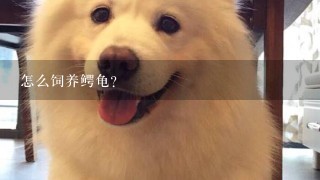 怎么饲养鳄龟？