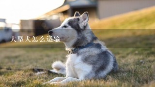 大型犬怎么运输