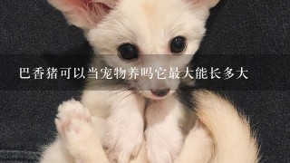 巴香猪可以当宠物养吗它最大能长多大