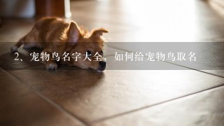 宠物鸟名字大全，如何给宠物鸟取名