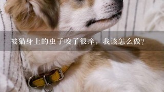 被猫身上的虫子咬了很痒，我该怎么做？