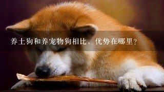 养土狗和养宠物狗相比，优势在哪里？