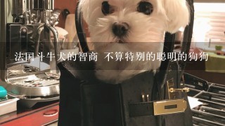 法国斗牛犬的智商 不算特别的聪明的狗狗