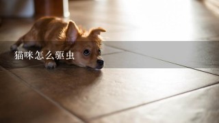 猫咪怎么驱虫