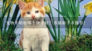 宠物羊奶粉哪个牌子好？养猫新手求推荐！