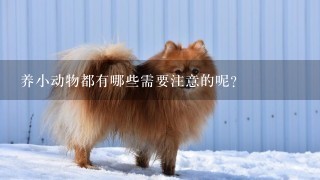 养小动物都有哪些需要注意的呢？