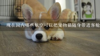 现在国内哪些航空可以把宠物猫随身带进客舱？太想把老猫接到身边？