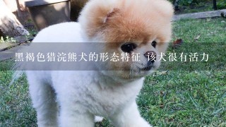 黑褐色猎浣熊犬的形态特征 该犬很有活力