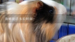 角蜥能活多长时间？