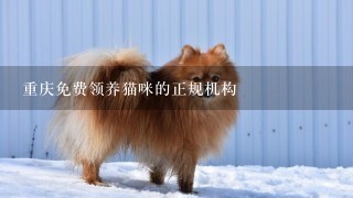 重庆免费领养猫咪的正规机构