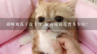 猫咪被瓜子皮卡住,做内窥镜花费多少钱？