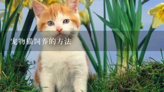 宠物猫饲养的方法