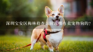深圳宝安区梅林检查站附近哪有卖宠物狗的？
