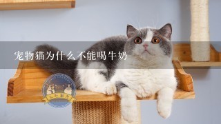 宠物猫为什么不能喝牛奶