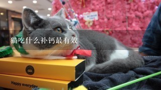 猫吃什么补钙最有效