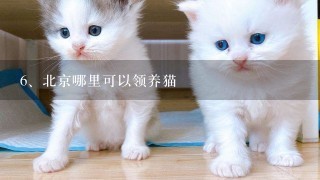 北京哪里可以领养猫