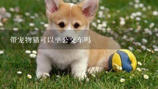 带宠物猫可以坐公交车吗