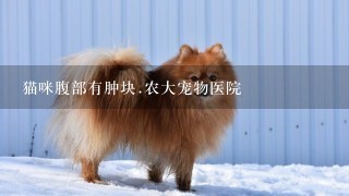 猫咪腹部有肿块.农大宠物医院