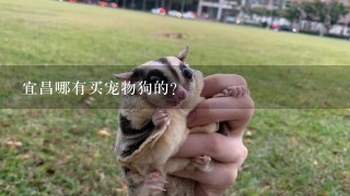 宜昌哪有买宠物狗的？