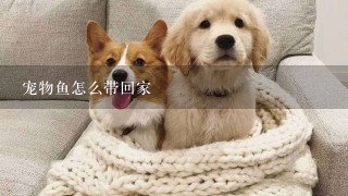 宠物鱼怎么带回家